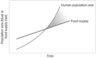 <strong>Thomas Malthus, a political economist, showed that the human population would outstrip available resources unless kept in check by other factors such as famine, war, and disease. How did Charles Darwin apply this principle to his theory of evolution by natural selection? </strong> A) Darwin used this as a contrast to plant and animal populations, which live in balance with their available resources. B) Darwin used this to illustrate that because food supply remains relatively the same, plant and animal populations show little variation in size. C) Darwin realized this also applied to plant and animal populations, and this struggle for existence was the opportunity for natural selection to act on differences within populations. D) Darwin used this to illustrate that as food supplies increase, populations increase.