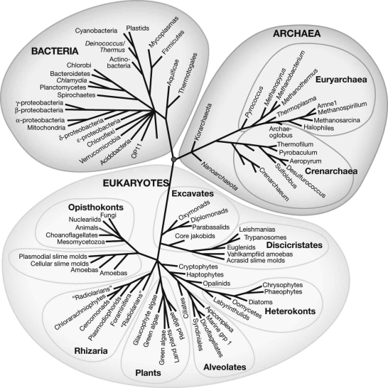 According to the phylogenetic tree shown, fungi are most closely related to which of the following?
