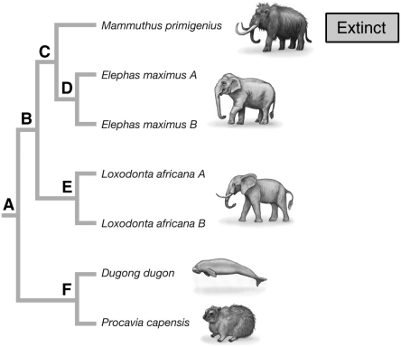 <strong>If you could protect from extinction only the lineages derived from two of the nodes in the figure, which pair would you save to yield the greatest phylogenetic diversity? </strong> A) Nodes E and F B) Nodes D and E C) Nodes C and D D) All of the choices are equivalent.