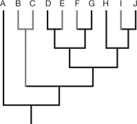 The loss of which species on the figure would represent the loss of the most significant phylogenetic diversity?