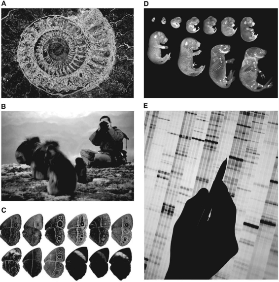 Sources for the data that evolutionary biologists use to test their hypotheses are derived from many subdisciplines of the biological sciences. Identify the five data sources shown in the photographs.