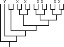 If you are interested in preserving phylogenetic diversity as part of a conservation strategy, would you be more concerned about the loss of all of the species labeled with an X or of the one species labeled with a Y?