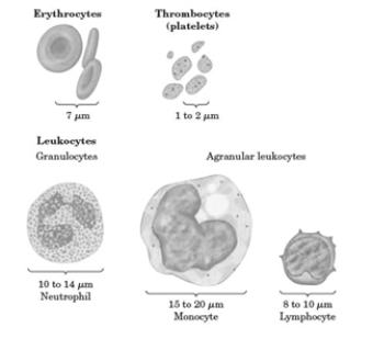 <strong>The following images shows some representations of some of the common components of blood. Which type of cell is synthesized in only the bone marrow?</strong> A) erythrocytes B) thrombocytes C) leukocytes D) agranular leukocytes E) All of these are synthesized in more than one location.