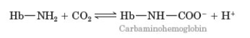 <strong>The following images shows some representations of some of the common components of blood. Consider the following reaction involved in carbon dioxide transport in the blood. What happens to this reaction after muscle contraction?</strong> A) shifts to the right B) shifts to the left C) unaffected by muscle contraction