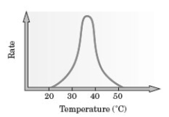 <strong>Consider the following graph for the rate of an enzyme catalyzed reaction. Approximately, what would be the optimum temperature for carrying out this reaction?</strong> A) 20°C B) 25°C C) 35°C D) 45°C E) Any temperature between 20°C and 50°C.