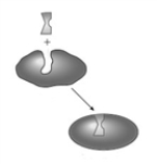 <strong>Consider the following two images depicting enzyme behavior. A B Which model explains competitive inhibition?</strong> A) A only B) B only C) Both A and B explain competitive inhibition.