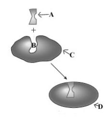 <strong>Consider the following image depicting enzyme behavior. Which of the following correctly characterizes the components of this model?</strong> A) A - enzyme, B - substrate, C - active site, D - E-S complex B) A - substrate, B - active site, C - enzyme, D - E-S complex C) A - active site, B - substrate, C - E-S complex, D - enzyme D) A - substrate, B - enzyme, D - E-S complex, D - active site