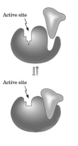 <strong>Consider the following image depicting enzyme regulation. Which of the following is depicted by this model?</strong> A) protein modification B) allosterism C) competitive inhibition D) isoenzyme action