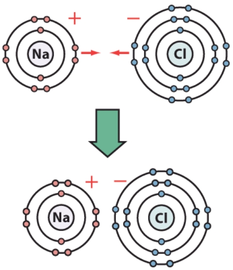 <strong>How many electrons are in the second shell of the chlorine atom? </strong> A)two B)four C)eight D)ten