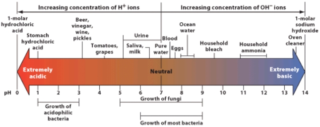 <strong>Which of the following has the fewest hydrogen ions? </strong> A)Stomach hydrochloric acid B)Urine C)Ocean water D)Household ammonia