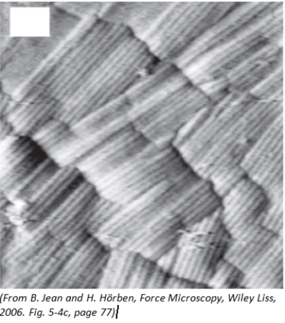<strong>The image of this fungus was taken using a: </strong> A)confocal microscope B)atomic force microscope C)compound light microscope D)fluorescence microscope