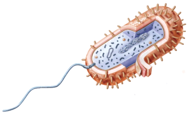 <strong>This type of cell is a _____. </strong> A)prokaryote. B)eukaryote. C)Both A and B are correct D)Neither A nor B are correct