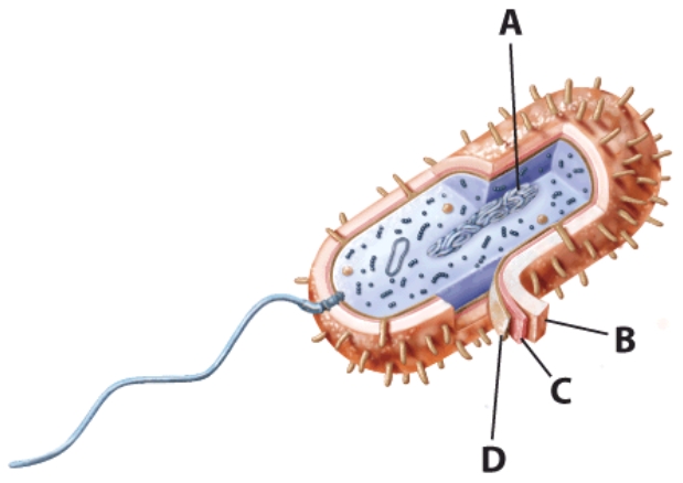 <strong>This structure can be Gram positive or Gram negative. </strong> A)A B)B C)C D)D