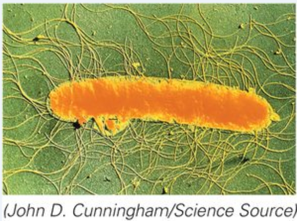 <strong>The flagellar arrangement represented in this image is_____. </strong> A)monotrichous B)peritrichous C)amphitrichous D)lophotrichous