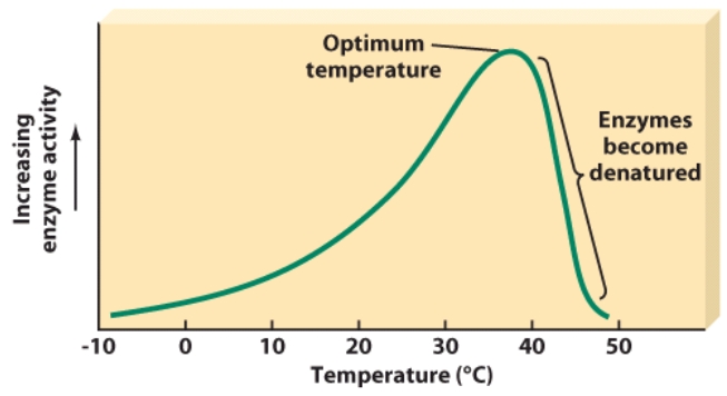 <strong>At which temperature do enzymes begin to denature?  </strong> A)20 degrees Celsius B)30 degrees Celsius C)40 degrees Celsius D)50 degrees Celsius <div style=padding-top: 35px> 