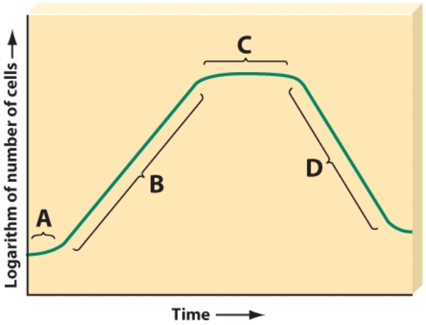 <strong>During this phase,organisms produce large amounts of ATP.  </strong> A)A B)B C)C D)D <div style=padding-top: 35px> 