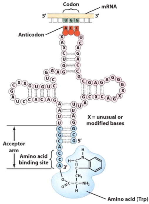 <strong>This molecule is used in the process of _____. </strong> A)DNA replication B)mitosis C)meiosis D)protein synthesis