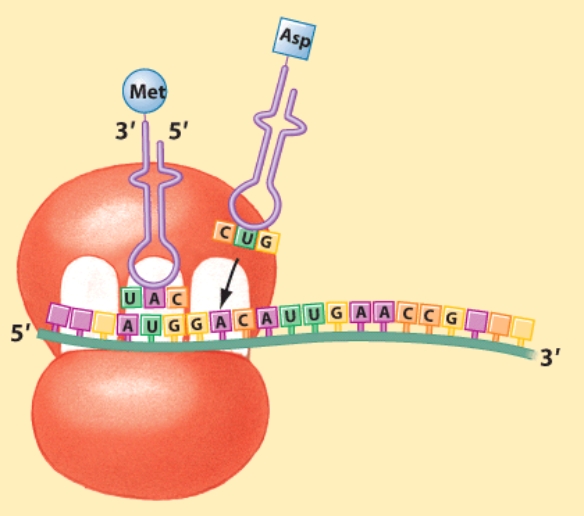 <strong>Which of the following is the anti-codon corresponding to methionine? </strong> A)AUG B)GAC C)CUG D)UAC