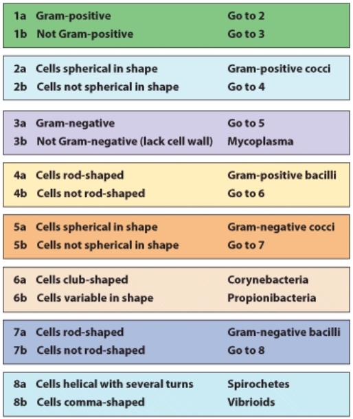 Use the following dichotomous key to determine the identity of an organism with the following characteristics: not Gram (+),not Gram (-),not rod-shaped,not spherical-shaped,and it is comma-shaped.