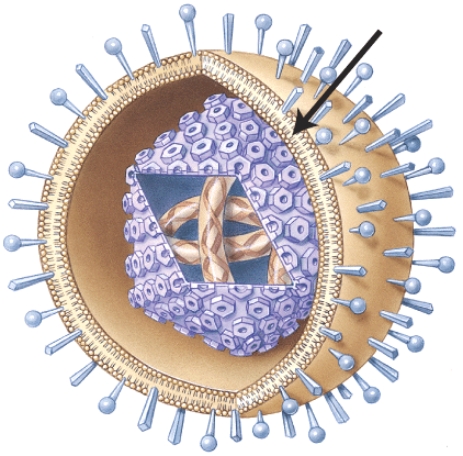 <strong>Which structure of the herpesvirus is represented by the arrow? </strong> A)Capsid B)Nucleic acid core C)Spikes D)Envelope