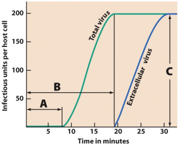 <strong>Identify the portion of the growth curve that represents the time after penetration to the release of mature phages. </strong> A)A B)B C)C