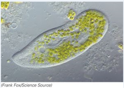 <strong>This organism moves by: </strong> A)pseudopodia B)cilia C)flagella D)microtubules
