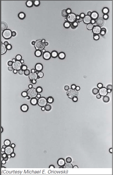<strong>This organism belongs to the: </strong> A)protists B)arthropods C)helminths D)fungi