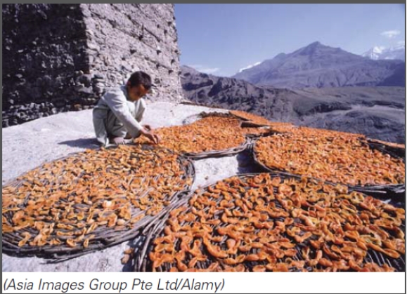 <strong>What are the benefits of drying fruit,as depicted in this image?  </strong> A)Drying is a method that can be used to preserve foods such as fruits. B)Drying minimizes the spread of infectious agents. C)Endospores that survive drying fruit, do not produce harmful toxins. D)All of these choices <div style=padding-top: 35px> 