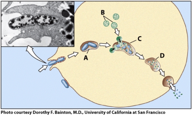 <strong>.Which of the following structures represents the residual body? </strong> A)A B)B C)C D)D