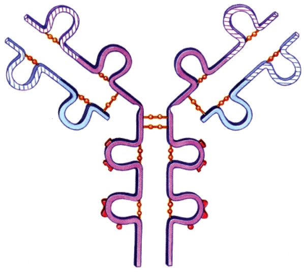 <strong>This image represents a/an: </strong> A)antigen B)toxin C)antibody D)hapten
