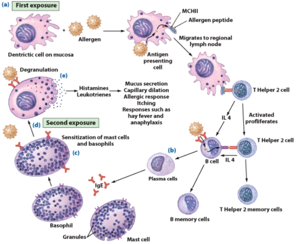 <strong>What type of hypersensitivity reaction is illustrated in this figure? </strong> A)I B)II C)III D)IV