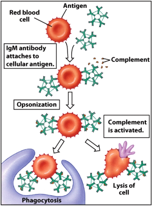 <strong>What type of reaction is illustrated in this image? </strong> A)Type IV B)Type III C)Type II D)Type I