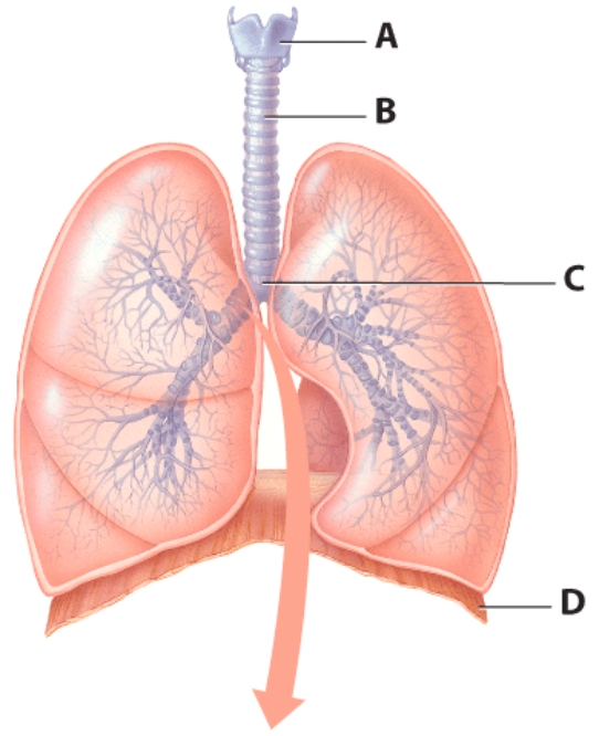 <strong>Where does laryngitis occur? </strong> A)D B)C C)B D)A
