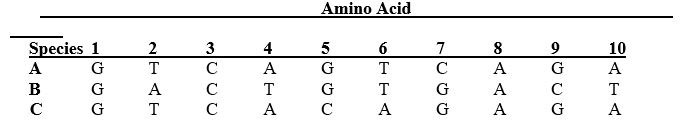 Consider the following amino acid sequence for three different species, A, B, and C. Each number is a different amino acid. The letter in each cell depicts the nitrogenous base that is associated with each amino acid. Which two species are most closely related based on this part of the genome?