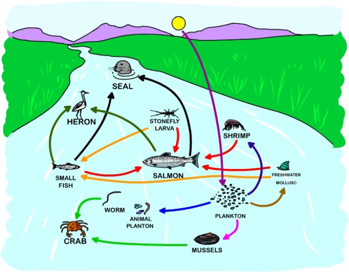 <strong>Polychlorinated biphenyls (PCBs)are toxic chemicals that were widely used in manufacturing until they were banned in the U.S.in 1977.PCBs are very persistent in the environment and bind strongly to sediments,meaning that bottom dwelling and filter feeding organisms are likely to take in PCBs as they feed.PBCs accumulate in the fatty tissues and,to a lesser extent,muscle tissues of organisms.Examine the food web below.Which organism(s)do you predict would have the highest concentration of PCBs in their tissues?  </strong> A)shrimp B)mussels C)seal D)crab E)salmon <div style=padding-top: 35px> 