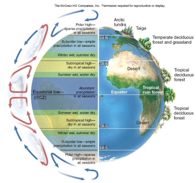 <strong> Based on the three cell model of global air circulation shown in the figure above,where would you be most likely to find a plant species that is very drought tolerant,but not cold tolerant?</strong> A)between 20<sup> \circ </sup> and 30<sup> \circ </sup> latitude B)between 0<sup> \circ </sup> and 15<sup> \circ </sup> latitude C)between 45<sup> \circ </sup> and 55<sup> \circ </sup> latitude D)between 60<sup> \circ </sup> and 100<sup> \circ </sup> latitude