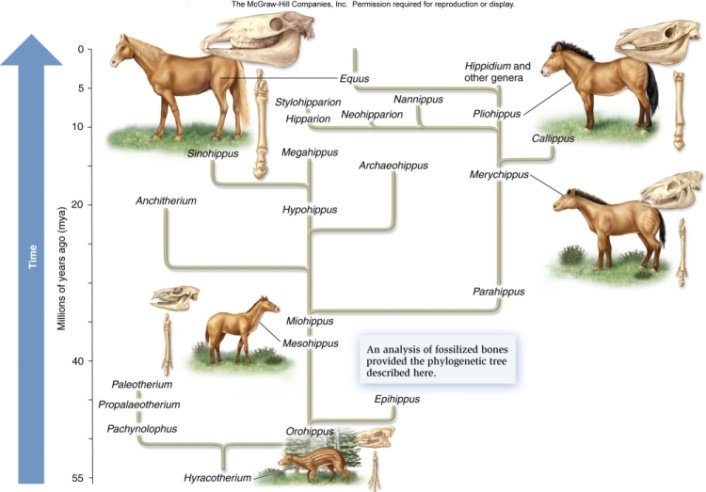 <strong>This tree is based on which type of traits and what is the genus name for the most recent horse? </strong> A)Genetic (DNA): Orohippus. B)Morphological: Equus. C)Molecular: Equus. D)Genetic homology: Pliohippus. E)Morphological: Hyracotherium.