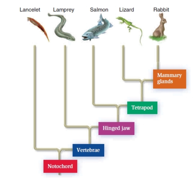 <strong>Refer to the cladogram below.Which shared derived character is common to the lizard and rabbit but not the salmon? </strong> A)Notochord. B)Vertebrae. C)Tetrapod locomotion. D)Mammary glands.