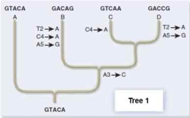 <strong>Use the principle of parsimony and molecular genetic data to choose a phylogenetic tree for your hypothesis of how the extant species were derived from the ancestor. </strong> A)Tree 1 requires the most mutations,making it the best choice. B)Tree 1 requires the fewest mutations,making it the best choice. C)Tree 2 requires the most mutations,making it the best choice. D)Tree 2 requires the fewest mutations,making it the best choice. E)Both trees are equally good because sequences A,B,C,and D are the same in both.