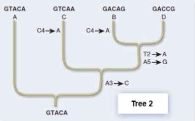<strong>Use the principle of parsimony and molecular genetic data to choose a phylogenetic tree for your hypothesis of how the extant species were derived from the ancestor. </strong> A)Tree 1 requires the most mutations,making it the best choice. B)Tree 1 requires the fewest mutations,making it the best choice. C)Tree 2 requires the most mutations,making it the best choice. D)Tree 2 requires the fewest mutations,making it the best choice. E)Both trees are equally good because sequences A,B,C,and D are the same in both.