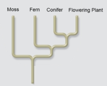 <strong>Consider the following cladogram and list of characteristics: \begin{array}{r} \text { Moss Fern Conifer Flowering Plant }\\ \begin{array} { l c c c c } \text { Chlorophylls } a \& b & \text { Yes } & \text { Yes } & \text { Yes } & \text { Yes } \\ \text { Vascular tissue } & \text { No } & \text { Yes } & \text { Yes } & \text { Yes } \\ \text { Seeds } & \text { No } & \text { No } & \text { Yes } & \text { Yes } \\ \text { Flowers } & \text { No } & \text { No } & \text { No } & \text { Yes } \end{array} \end{array} Based on what you know about the principle of parsimony,which of the following is most likely a shared derived character of conifers and flowering plants?</strong> A)Chlorophylls a & b. B)Vascular tissue. C)Seeds. D)Flowers. E)Both seeds and flowers.