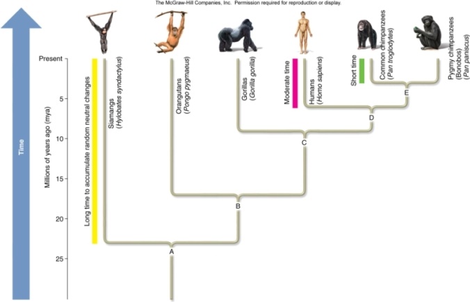 <strong>The figure shows a simplified phylogeny of closely related species of primates.This tree was proposed by comparing DNA sequence changes in the gene for cytochrome oxidase subunit II.The vertical scale represents time and the branch points represent common ancestors.What species did ancestor B give rise to? </strong> A)Siamangs and orangutans. B)All of the species except orangutans. C)All of the species except siamangs. D)All of the species except siamangs and pigmy chimps. E)Gorillas,humans,and both types of chimps.