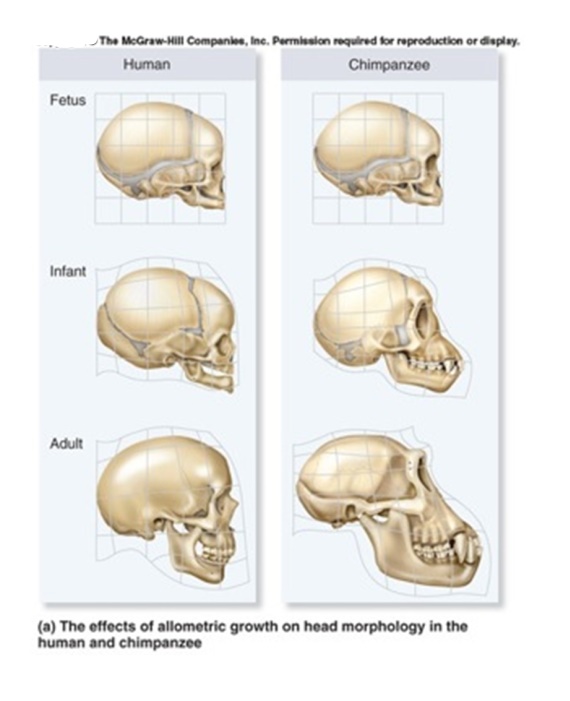 <strong>Based on the figure below,what statement could you make about the development of human versus chimpanzee skulls. </strong> A)The human and chimp skulls develop similarly until adulthood,when human jaw development slows down relative to the chimpanzee. B)The human and chimp skulls develop similarly until the infant stage,when human jaw development slows down relative to the chimpanzee. C)The human and chimp skulls develop similarly until the infant stage,when human cranium development slows down relative to the chimpanzee. D)The human and chimp skulls develop similarly during the fetal stage,after which point chimpanzee cranium growth outpaces humans.