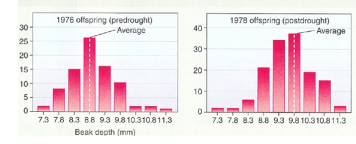 <strong>Peter and Rosemary Grant study natural selection in finches on the Galápagos Islands.They have hypothesized that dry conditions produce larger seeds and may result in larger beaks in succeeding generations of finches.The figure below shows their data from 1976 and 1978.The y-axis is the number of birds measured and the x-axis is the beak depth.Do their data support their hypothesis and why? </strong> A)Yes;because there were more birds measured in 1978 after the drought,therefore they must have been able to get food and reproduce. B)Yes;because the average beak depth of birds in the population increased from 8.8mm in 1976 to 9.8mm in 1978. C)No;because even though more birds were measured in 1978,the beak size of the upper range was smaller. D)No;because in 1976,before the drought,the largest beak depth was still 11.3mm. E)No;more data would be necessary to show a support of their hypothesis.