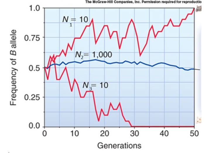 <strong> The figure shows three mouse populations and their associated changes in the frequency of B,the allele for dark fur.The recessive b allele codes for white fur.After 20 generations,in which population would you be most likely to encounter a white mouse?</strong> A)N<sub>1</sub> B)N<sub>2</sub> C)N<sub>3</sub> D)There is an equal probability of encountering a white mouse in all three populations. E)There is an equal probability of encountering a white mouse in populations N<sub>1</sub> and N<sub>3</sub> and this is higher than in N<sub>2</sub>.