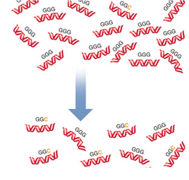 <strong>GGG and GGC are codons for the amino acid,glycine.A mutation caused the insertion of a cytosine in place of the guanine during DNA replication.Over many generations the DNA changes so that the frequency of GGC is similar to that of GGG.What is this phenomenon called? </strong> A)directional selection B)bottleneck effect C)stabilizing selection D)adaptive variation E)neutral variation