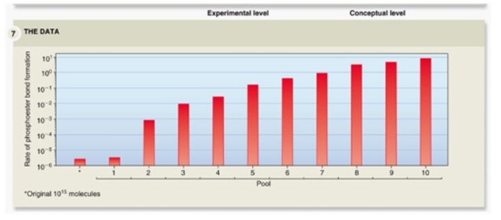 <strong>Bartel and Szostak hypothesized that among a large pool of RNA molecules,some of them may contain the enzymatic ability to catalyze a covalent bond between nucleotides;these can be selected for in the laboratory.The chart above shows the results from their experiment.The x-axis shows the original pool and 10 pools that were derived from their tagging of RNA with specific enzymatic functions;the y-axis shows the rate of phosphoester (covalent)bond formation.Was their hypothesis supported by this experiment and why? </strong> A)Yes,because pools 1 to 10 show a continual increase in covalent bond formation. B)Yes,because the original pool shows some covalent bonds were formed. C)No,because there is only a slight increase from the original pool to the first experimental pool. D)No,because chemical selection would only increase the rate of covalent bond formation in the first few pools.