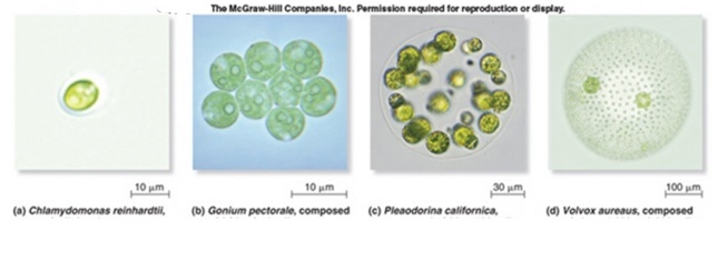 <strong>Select the statement that correctly describes differences among these four types of algae. </strong> A)Chlamydomonas reinhardtil and Gonium pectorale cells are biflagellate,Pleodorina californica and Volvox have no biflagellate cells. B)Chlamydomonas reinhardtil is single celled and biflagellate,while Gonium pectorale,Pleodorina californica and Volvox are multicellular with a single flagella on all cells. C)Chlamydomonas reinhardtil is single celled,Gonium pectorale is composed of identical cells,and Pleodorina californica and Volvox are composed of two different cell types. D)Gonium pectorale is single celled,Chlamydomonas reinhardtil is composed of identical cells,and Pleodorina californica and Volvox are composed of two different cell types. E)Chlamydomonas reinhardtil and Gonium pectorale cells lack flagella,while Pleodorina californica and Volvox have biflagellate somatic cells.