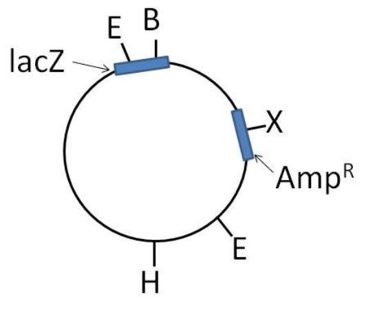 <strong>Shown below is a diagram for a plasmid vector you want to use to clone a gene.The diagram shows the location of the recognition sites for four restrictions enzymes,BamHI (B),EcoRI (E),HindIII (H),and XhoI (X).The genes encoding beta-lactamase (Amp<sup>R</sup>)and beta-galactosidase (lacZ),which you plan to use as selectable markers,are also indicated.If you were to use this plasmid as a vector,which restriction enzyme would be most useful to prepare it for cloning? </strong> A)BamHI B)EcoRI C)HindIII D)XhoI E)BamHI or XhoI would be equally useful.
