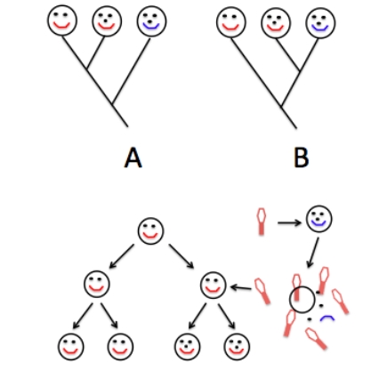 <strong>You are reconstructing a phylogeny (evolutionary tree)of three strains of the same bacteria species.Analysis of different genes results in different phylogenies.Phylogeny A analyzed the bacterial strains using the smil gene,while phylogeny B analyzed the nosy gene.The true evolution of these strains is illustrated below the phylogenies.Study these diagrams and determine what is the best representation of these bacterial strains and why. </strong> A)Phylogeny A,because the nosy gene was acquired via horizontal gene transfer and not an ancestor-descent relationship. B)Phylogeny A,because the smil gene was acquired via horizontal gene transfer and not an ancestor-descent relationship. C)Phylogeny B,because the nosy gene was acquired via horizontal gene transfer and not an ancestor-descent relationship. D)Phylogeny B,because the smil gene was acquired via horizontal gene transfer and not an ancestor-descent relationship. E)Phylogeny A and B are equally good representations of the relationships between these bacterial strains.
